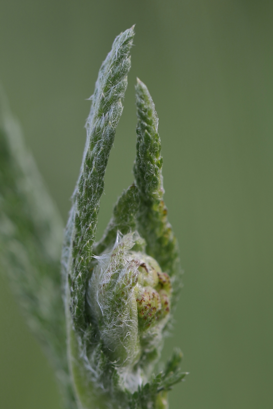 duizendblad - Planten - duizendschoon