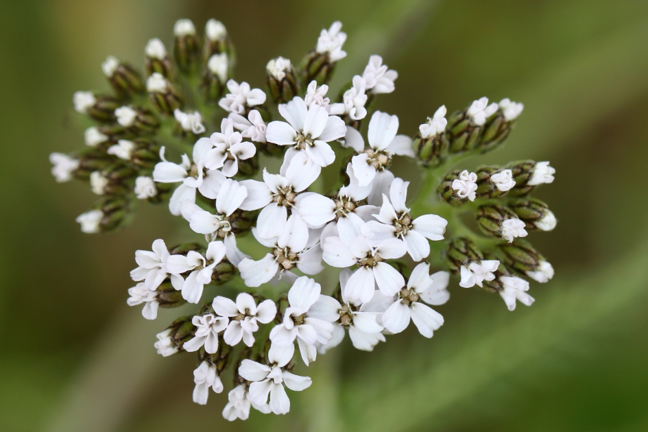 duizendblad - Planten - duizendblad