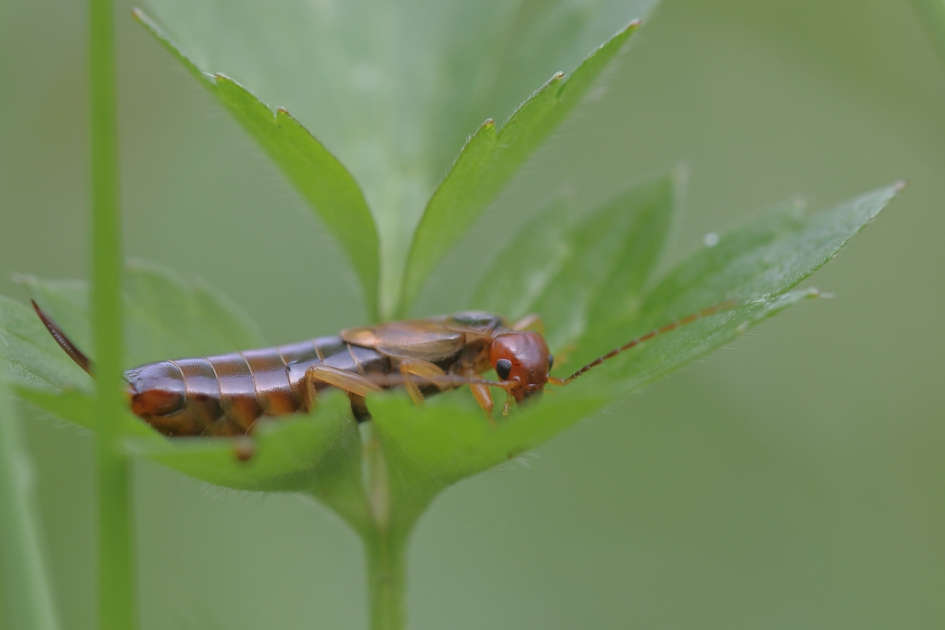 een gezicht als een oorwurm - Geleedpotigen - gewone oorwurm