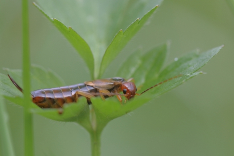 een gezicht als een oorwurm