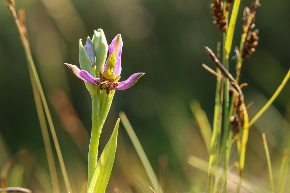 Bijenorchis - Planten - Bijenorchis