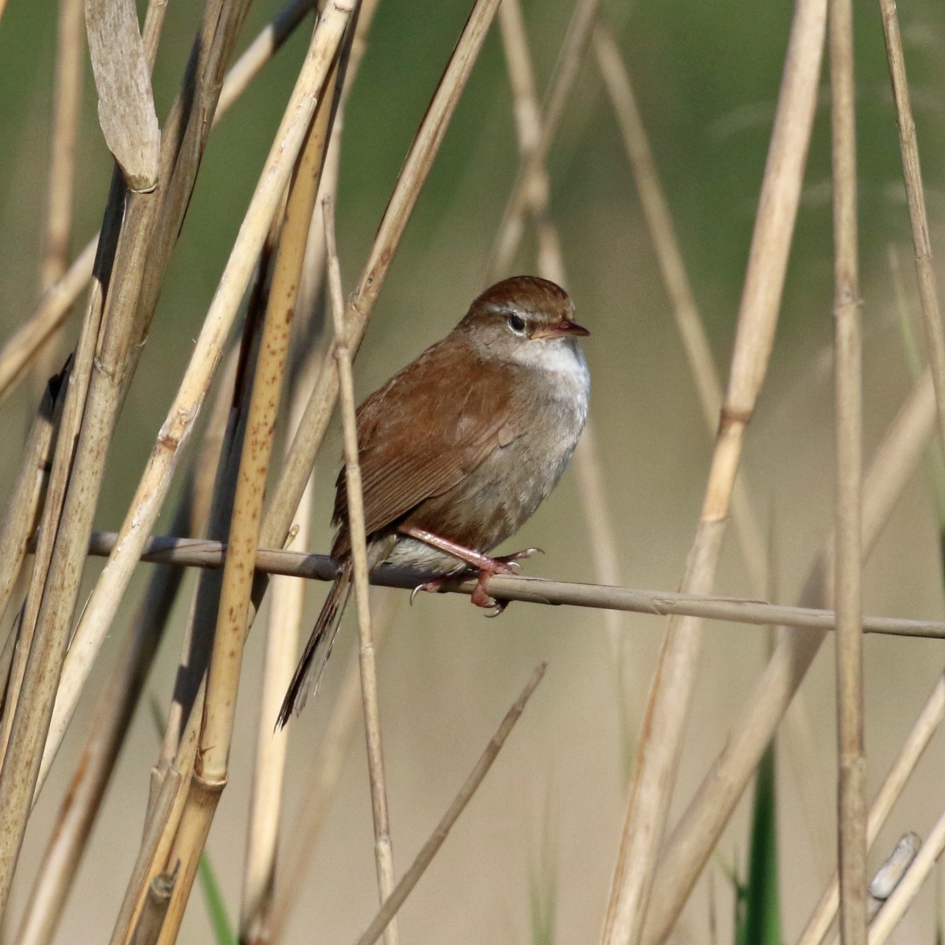 Eindelijk gespot! - Vogels - 