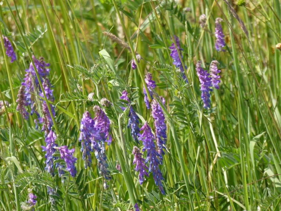 En ook veel vogelwikke - Planten - 