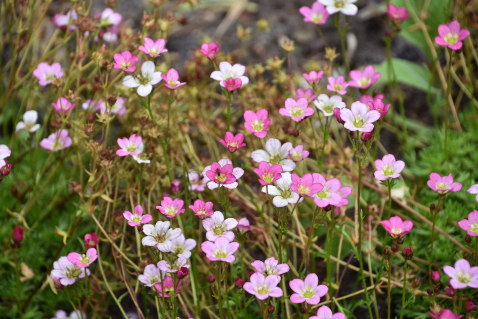 Saxifraga rosacea - Planten - 
