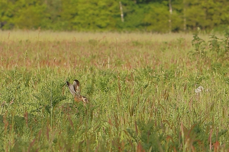 ergens oren naar hebben