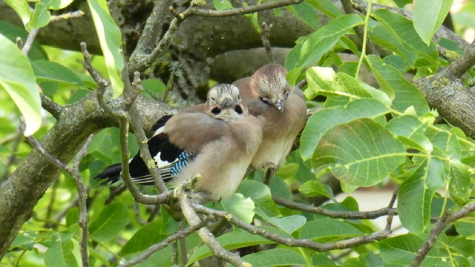 Even een dutje doen - Vogels - Vlaamse Gaai
