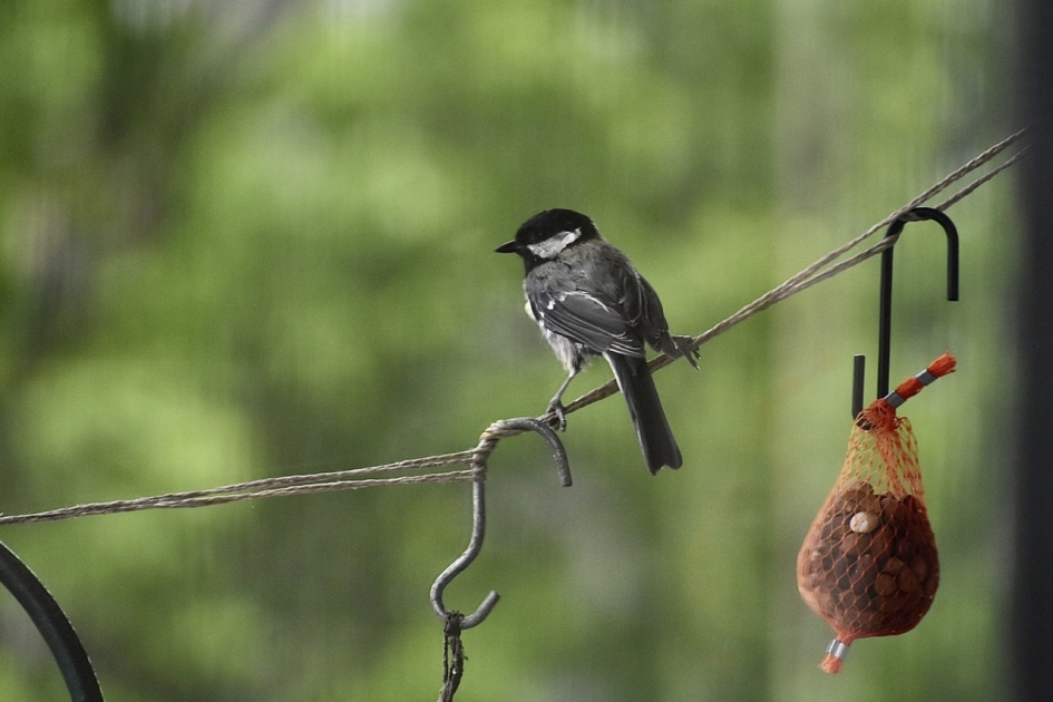 Even rust - Vogels - 