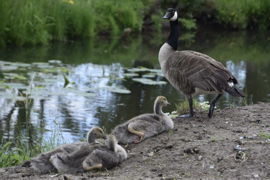 Even wakker worden - Vogels - 