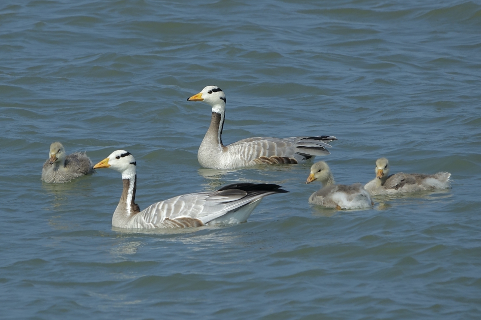 Familie Indische Gans - Vogels - Indische Gans