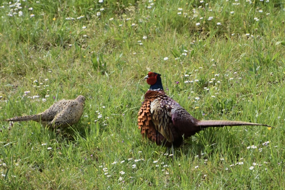 Fazantenpaartje - Vogels - 