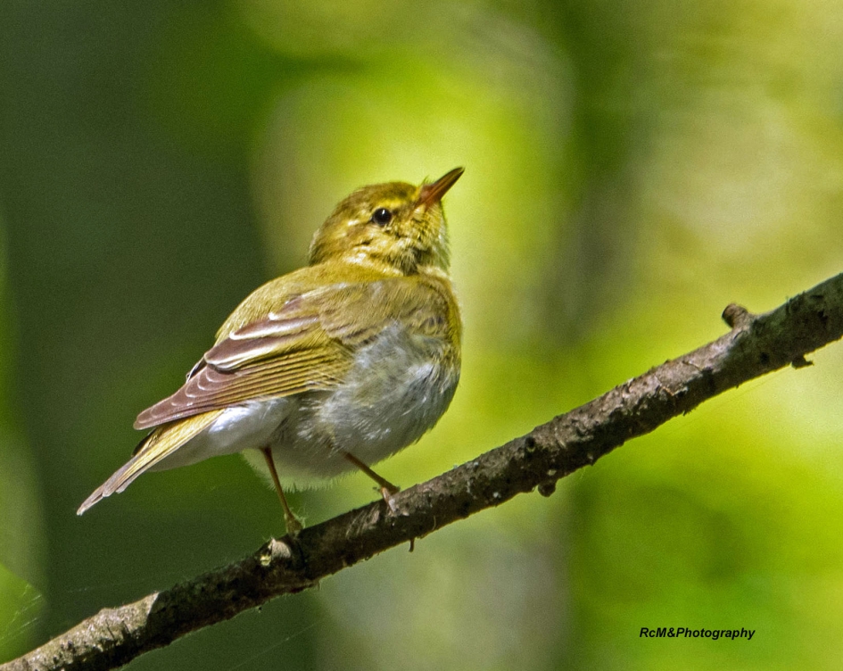 Fluiter. - Vogels - Fluiter.