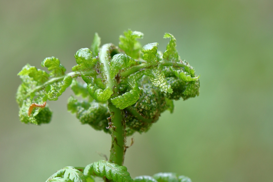 fotogenieke wirwar - Planten - brede stekelvaren