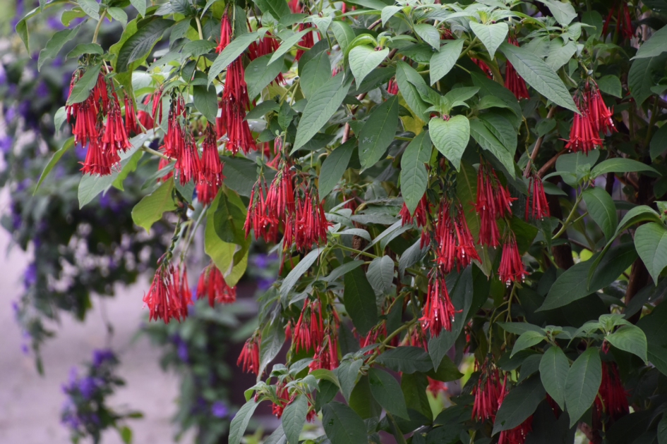 Fuchsia - Planten - 