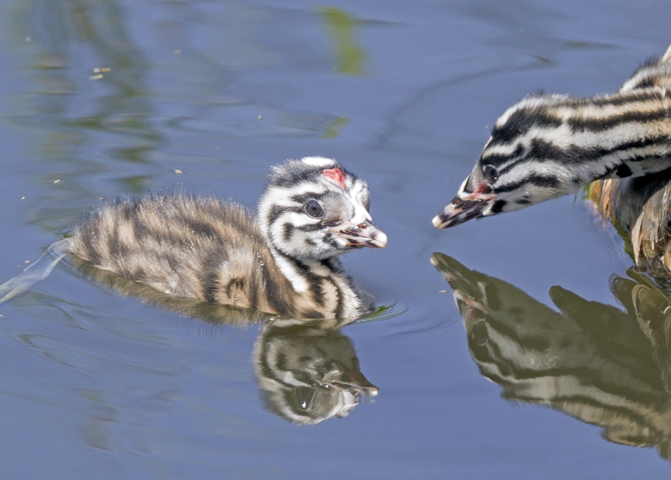 Fuut, - Vogels - Fuut