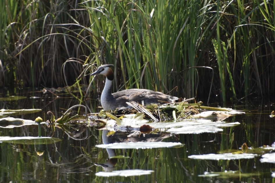 Fuut op nest - Vogels - 