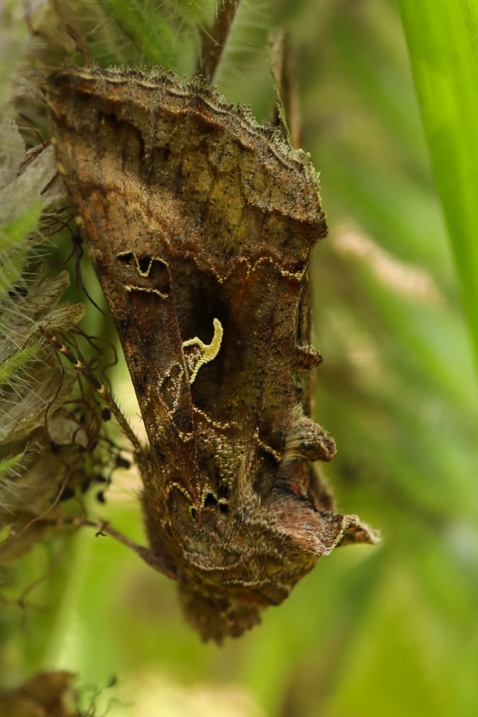 Gamma-uil - Geleedpotigen - Gamma-uil