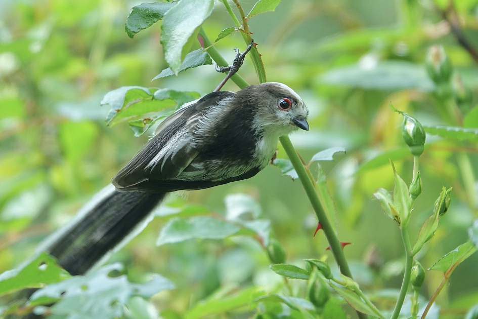 Geboren in de Rozenstruik - Vogels - Staartmees