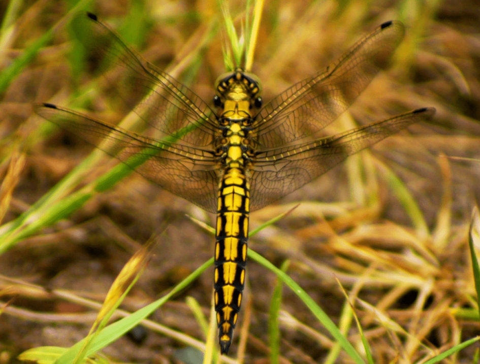 Geel-zwarte Oeverlibelle. - Geleedpotigen - Geel-zwarte Oeverlibelle.