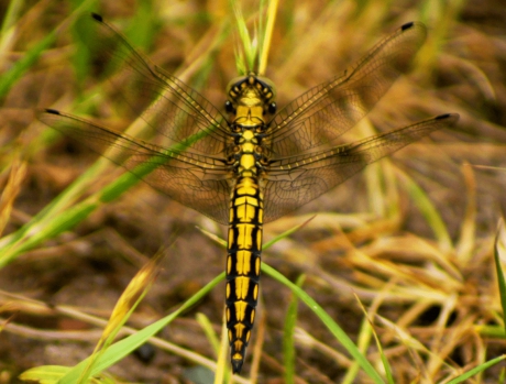 Geel-zwarte Oeverlibelle.