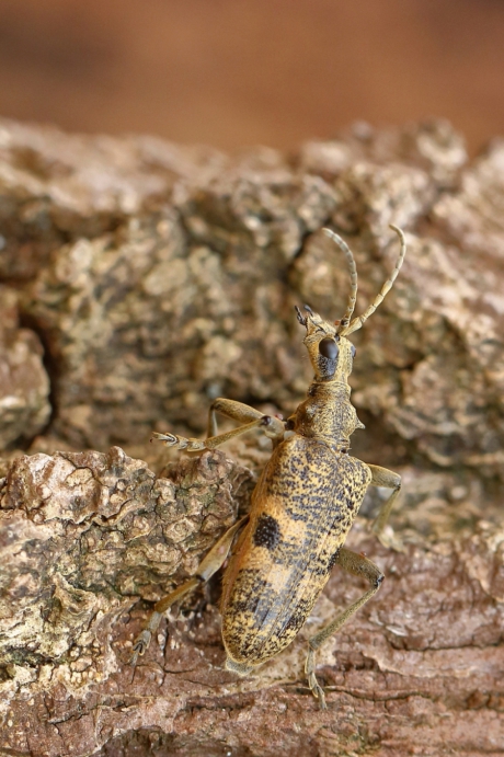 geelzwarte ribbelboktor