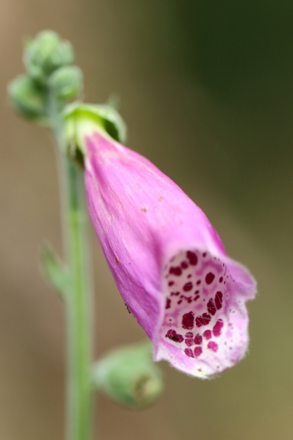 Geen vingerbreed in de weg leggen - Planten - vingerhoedskruid