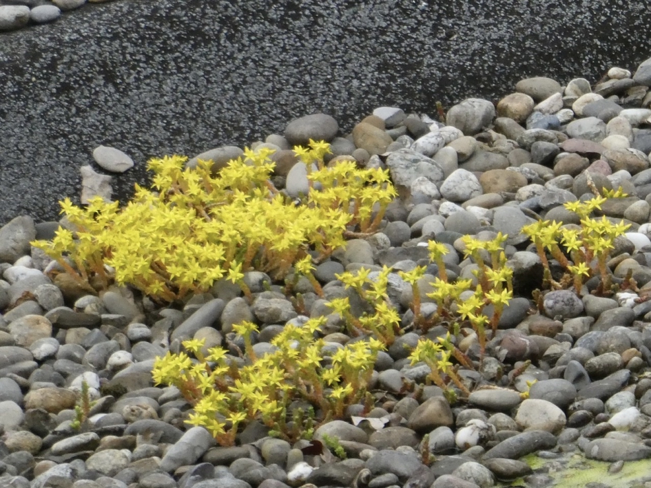 Muurpeper - Planten - 