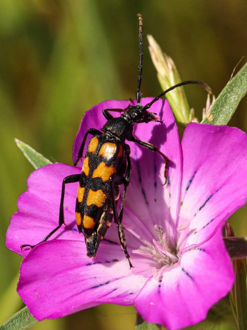 Gevlekte smalboktor - Geleedpotigen - Gevlekte smalboktor