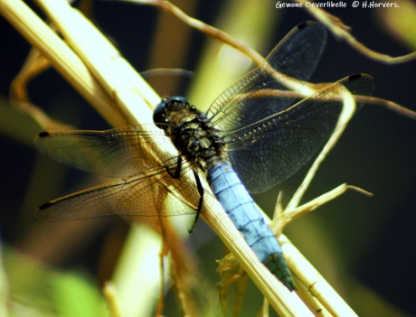 Gewone Oeverlibelle.
