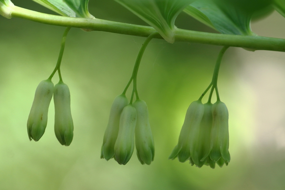 gewone salomonszegel - Planten - gewone salomonszegel