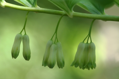 gewone salomonszegel