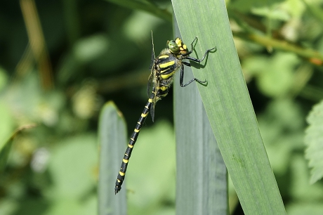 Gewoon maar toch zeer zeldzaam