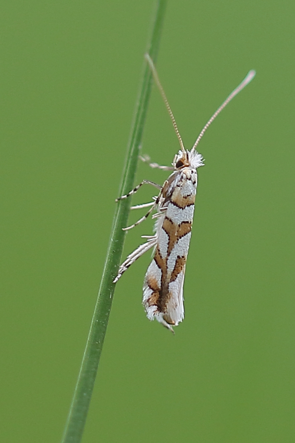 gezaagde eikenvouwmot - Geleedpotigen - gezaagde eikenvouwmot