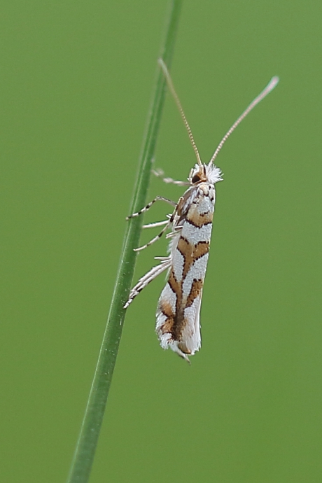 gezaagde eikenvouwmot