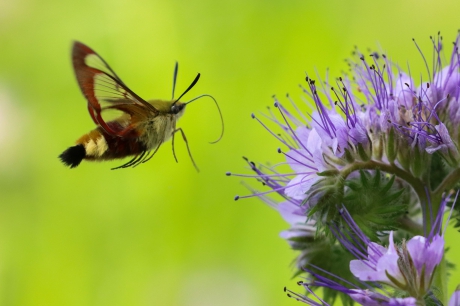 Glasvleugelpijlstaart