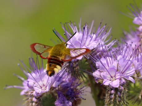 Glasvleugelpijlstaart