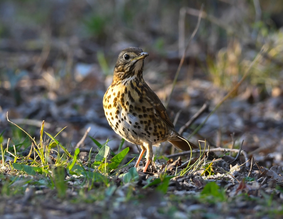 Golden hour - Vogels - Zanglijster