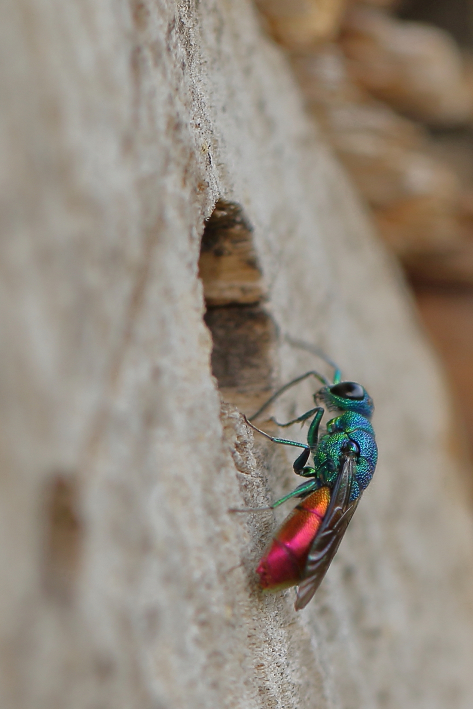 goudwesp - Geleedpotigen - goudwesp