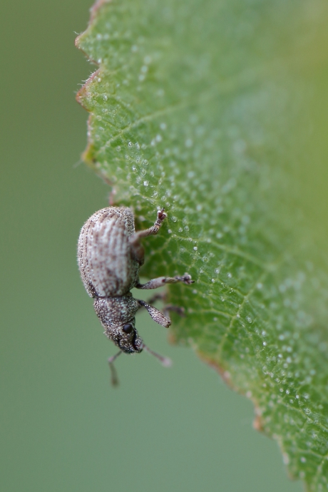 grauwbruine dennensnuitkever