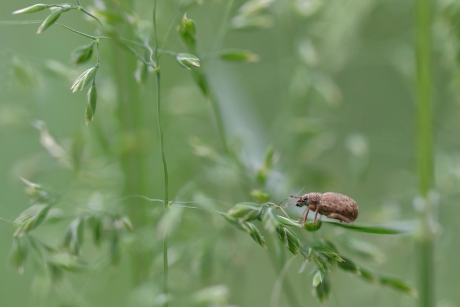 grauwbruine dennensnuitkever