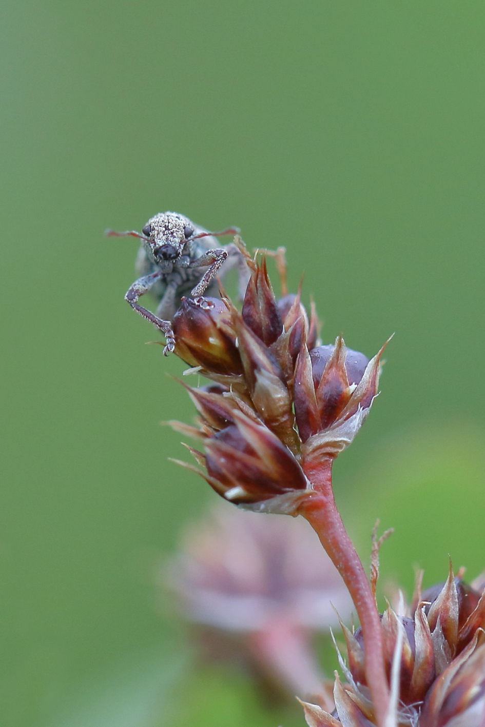 grijze dennensnuitkever - Geleedpotigen - grijze dennensnuitkever