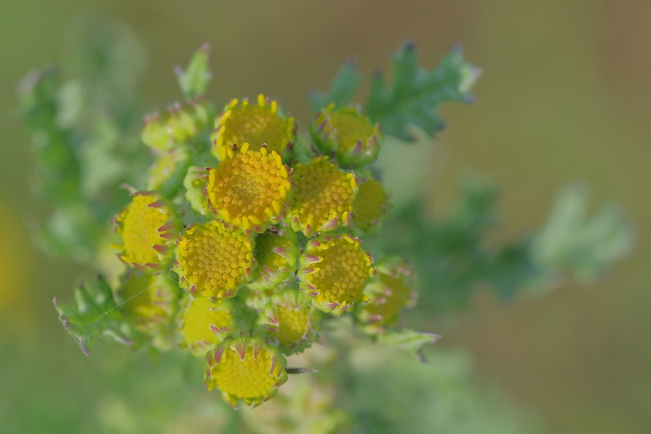 groen en geel - Planten - jacobskruiskruid