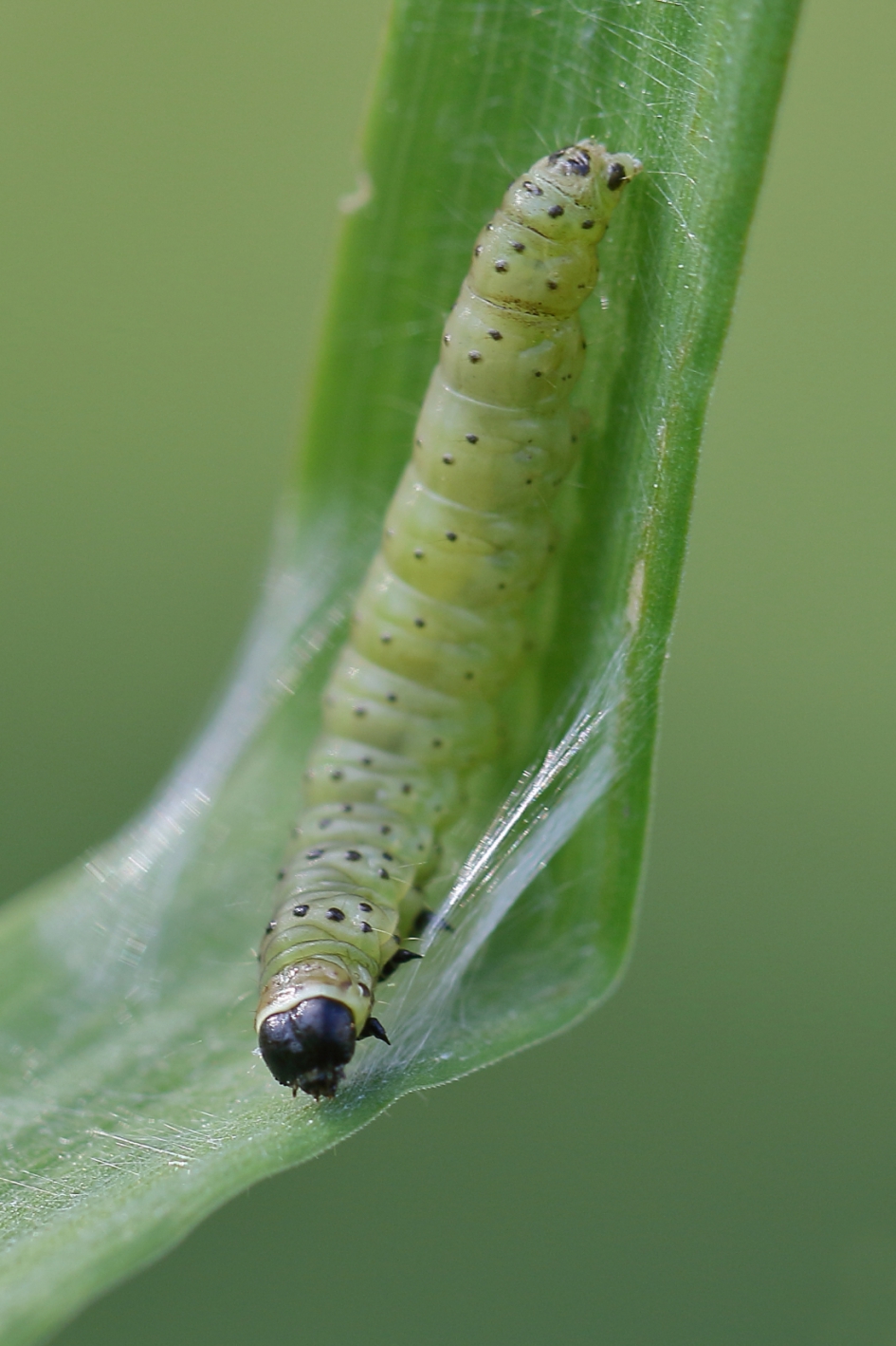 groene eikenbladroller -foto 1 van 3- - Geleedpotigen - groene eikenbladroller