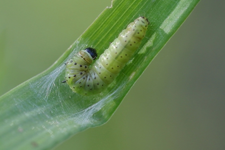 groene eikenbladroller -foto 2 van 3-