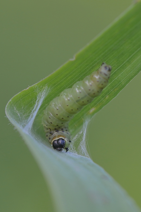 groene eikenbladroller -foto 3 van 3-