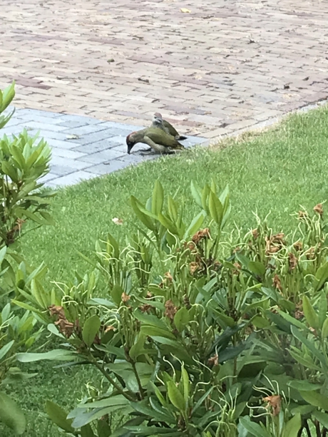 Groene spechten, ouder en jong
