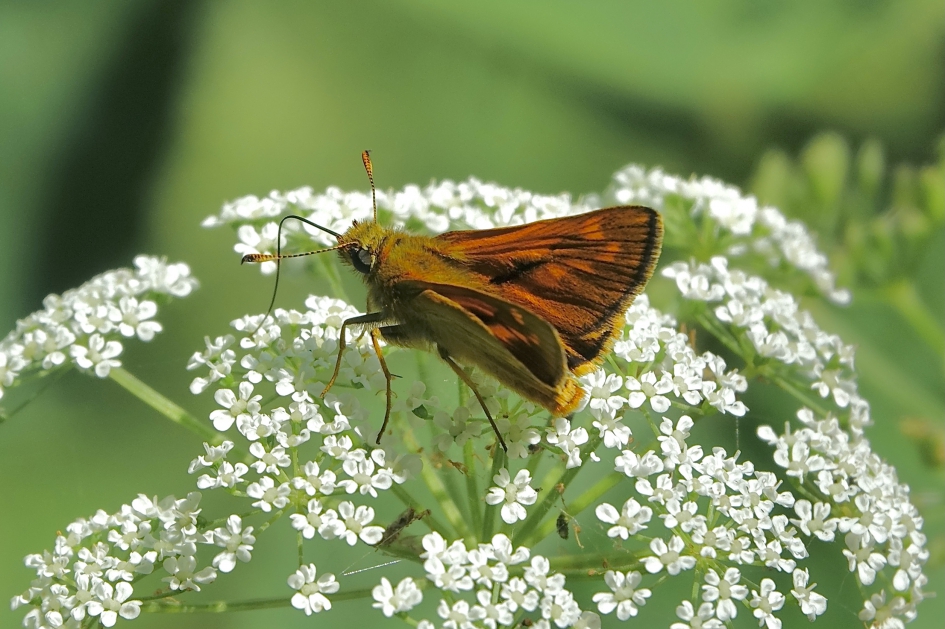 Groot Dikkopje - Geleedpotigen - Groot Dikkopje