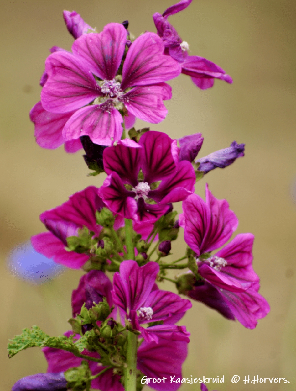 Groot Kaasjeskruid. - Planten - Groot Kaasjeskruid.