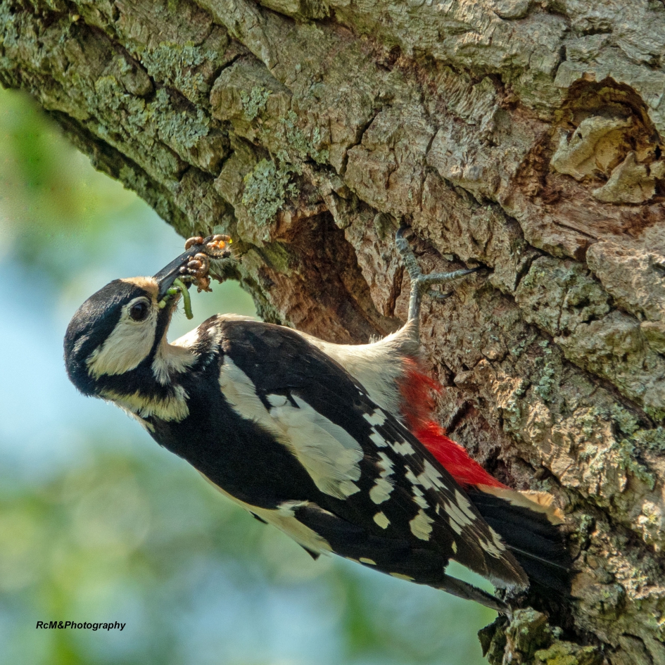 Grote bonte specht. - Vogels - Grote bonte specht.