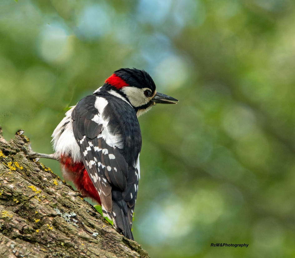 Grote bonte specht. - Vogels - Grote bonte specht.