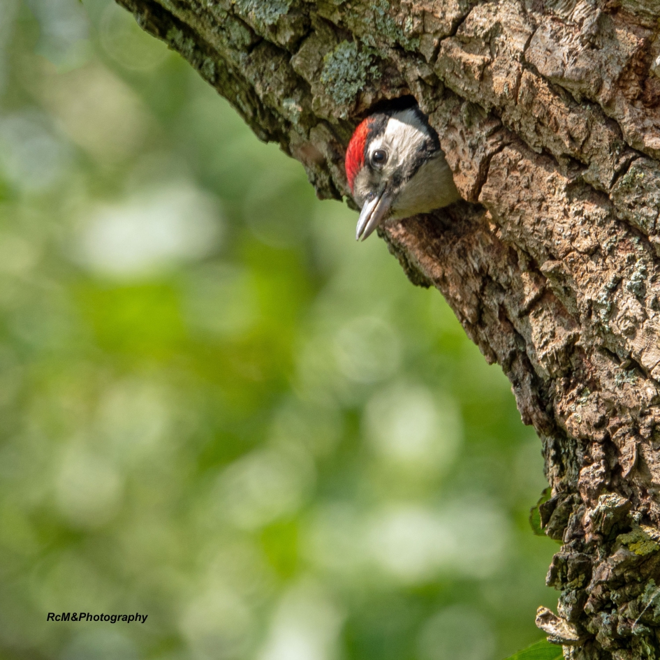 Grote bonte specht. - Vogels - Grote bonte specht.